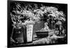 China 10MKm2 Collection - Bonsai Trees-Philippe Hugonnard-Framed Photographic Print