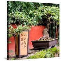 China 10MKm2 Collection - Bonsai Trees-Philippe Hugonnard-Stretched Canvas