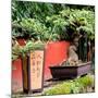 China 10MKm2 Collection - Bonsai Trees-Philippe Hugonnard-Mounted Photographic Print