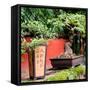 China 10MKm2 Collection - Bonsai Trees-Philippe Hugonnard-Framed Stretched Canvas