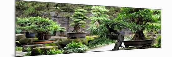 China 10MKm2 Collection - Bonsai Trees-Philippe Hugonnard-Mounted Photographic Print