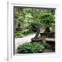 China 10MKm2 Collection - Bonsai Trees-Philippe Hugonnard-Framed Photographic Print