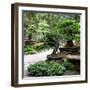 China 10MKm2 Collection - Bonsai Trees-Philippe Hugonnard-Framed Photographic Print