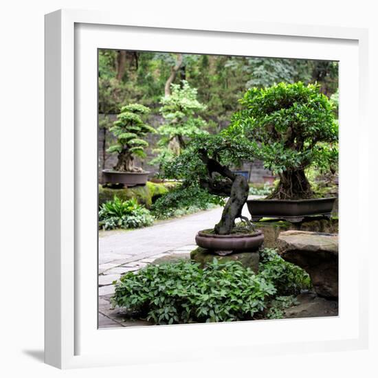 China 10MKm2 Collection - Bonsai Trees-Philippe Hugonnard-Framed Photographic Print