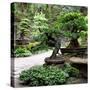 China 10MKm2 Collection - Bonsai Trees-Philippe Hugonnard-Stretched Canvas