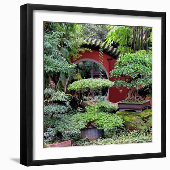 China 10MKm2 Collection - Bonsai Trees-Philippe Hugonnard-Framed Photographic Print