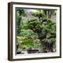 China 10MKm2 Collection - Bonsai Trees-Philippe Hugonnard-Framed Photographic Print