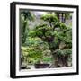 China 10MKm2 Collection - Bonsai Trees-Philippe Hugonnard-Framed Photographic Print