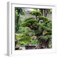 China 10MKm2 Collection - Bonsai Trees-Philippe Hugonnard-Framed Photographic Print