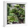 China 10MKm2 Collection - Bonsai Trees-Philippe Hugonnard-Framed Photographic Print