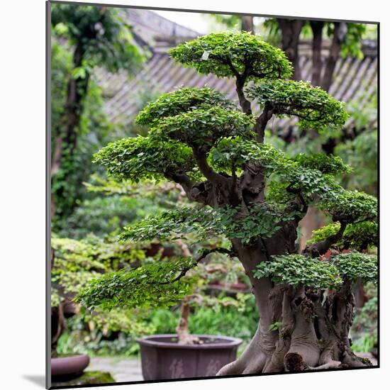 China 10MKm2 Collection - Bonsai Trees-Philippe Hugonnard-Mounted Photographic Print