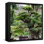 China 10MKm2 Collection - Bonsai Trees-Philippe Hugonnard-Framed Stretched Canvas