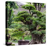 China 10MKm2 Collection - Bonsai Trees-Philippe Hugonnard-Stretched Canvas