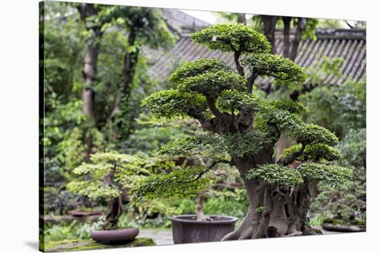 China 10MKm2 Collection - Bonsai Trees-Philippe Hugonnard-Stretched Canvas