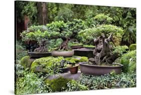 China 10MKm2 Collection - Bonsai Trees-Philippe Hugonnard-Stretched Canvas