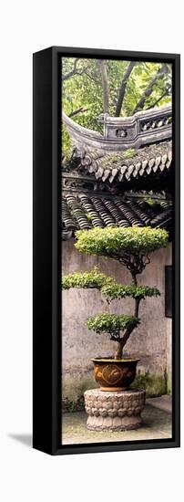 China 10MKm2 Collection - Bonsai-Philippe Hugonnard-Framed Stretched Canvas