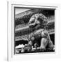 China 10MKm2 Collection - Bronze Chinese Lion in Forbidden City-Philippe Hugonnard-Framed Photographic Print