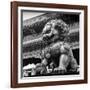 China 10MKm2 Collection - Bronze Chinese Lion in Forbidden City-Philippe Hugonnard-Framed Photographic Print