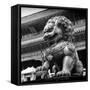 China 10MKm2 Collection - Bronze Chinese Lion in Forbidden City-Philippe Hugonnard-Framed Stretched Canvas