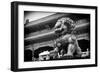 China 10MKm2 Collection - Bronze Chinese Lion in Forbidden City-Philippe Hugonnard-Framed Photographic Print