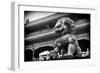 China 10MKm2 Collection - Bronze Chinese Lion in Forbidden City-Philippe Hugonnard-Framed Photographic Print