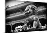 China 10MKm2 Collection - Bronze Chinese Lion in Forbidden City-Philippe Hugonnard-Mounted Photographic Print