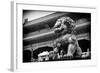 China 10MKm2 Collection - Bronze Chinese Lion in Forbidden City-Philippe Hugonnard-Framed Photographic Print