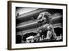 China 10MKm2 Collection - Bronze Chinese Lion in Forbidden City-Philippe Hugonnard-Framed Photographic Print