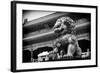 China 10MKm2 Collection - Bronze Chinese Lion in Forbidden City-Philippe Hugonnard-Framed Photographic Print