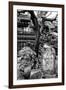 China 10MKm2 Collection - Chinese Garden-Philippe Hugonnard-Framed Photographic Print