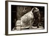 China 10MKm2 Collection - Elephant Buddha-Philippe Hugonnard-Framed Photographic Print