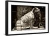 China 10MKm2 Collection - Elephant Buddha-Philippe Hugonnard-Framed Photographic Print