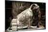 China 10MKm2 Collection - Elephant Buddha-Philippe Hugonnard-Mounted Photographic Print