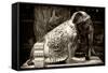 China 10MKm2 Collection - Elephant Buddha-Philippe Hugonnard-Framed Stretched Canvas