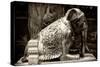 China 10MKm2 Collection - Elephant Buddha-Philippe Hugonnard-Stretched Canvas