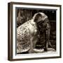 China 10MKm2 Collection - Elephant Buddha-Philippe Hugonnard-Framed Photographic Print