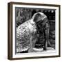 China 10MKm2 Collection - Elephant Buddha-Philippe Hugonnard-Framed Photographic Print