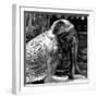 China 10MKm2 Collection - Elephant Buddha-Philippe Hugonnard-Framed Photographic Print