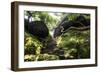 China 10MKm2 Collection - Forest ray of light-Philippe Hugonnard-Framed Photographic Print