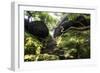 China 10MKm2 Collection - Forest ray of light-Philippe Hugonnard-Framed Photographic Print