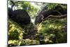 China 10MKm2 Collection - Forest ray of light-Philippe Hugonnard-Mounted Photographic Print