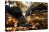 China 10MKm2 Collection - Forest ray of light-Philippe Hugonnard-Stretched Canvas