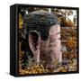 China 10MKm2 Collection - Giant Buddha of Leshan in Autumn-Philippe Hugonnard-Framed Stretched Canvas