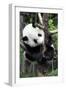 China 10MKm2 Collection - Giant Panda Baby-Philippe Hugonnard-Framed Photographic Print