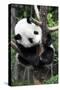 China 10MKm2 Collection - Giant Panda Baby-Philippe Hugonnard-Stretched Canvas