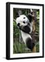 China 10MKm2 Collection - Giant Panda Baby-Philippe Hugonnard-Framed Photographic Print