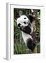 China 10MKm2 Collection - Giant Panda Baby-Philippe Hugonnard-Framed Photographic Print