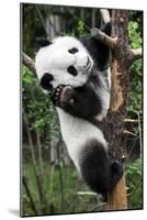 China 10MKm2 Collection - Giant Panda Baby-Philippe Hugonnard-Mounted Photographic Print