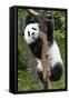 China 10MKm2 Collection - Giant Panda Baby-Philippe Hugonnard-Framed Stretched Canvas