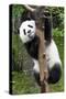 China 10MKm2 Collection - Giant Panda Baby-Philippe Hugonnard-Stretched Canvas